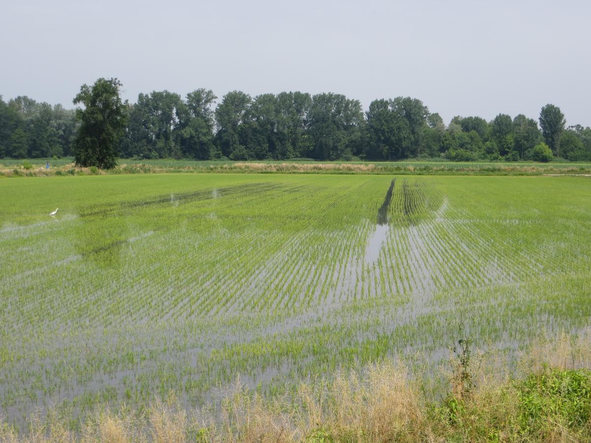 Agriturismo Le Risaie Basiglio Kültér fotó